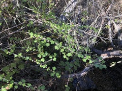 Ribes divaricatum pubiflorum