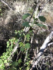 Ribes divaricatum pubiflorum