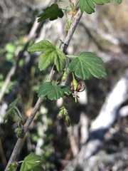 Ribes divaricatum pubiflorum