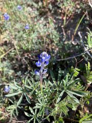 Lupinus pachylobus