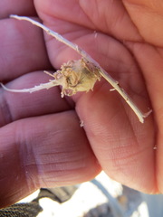 Procecidochares kristineae