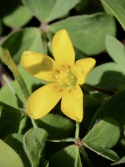Oxalis pilosa