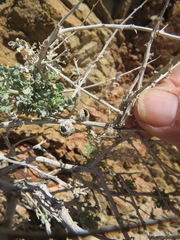 Procecidochares kristineae