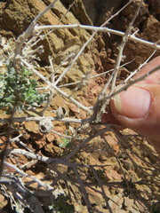 Procecidochares kristineae