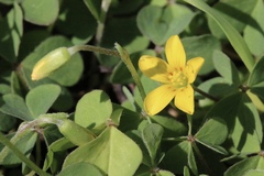 Oxalis pilosa
