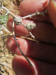 Procecidochares kristineae