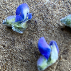 Lupinus pachylobus