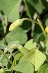 Oxalis pilosa