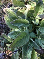Phacelia nemoralis nemoralis