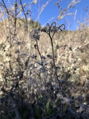 Phacelia nemoralis nemoralis