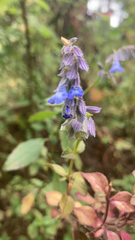 Salvia helianthemifolia