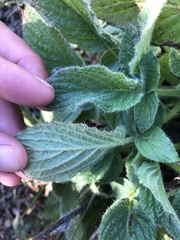 Phacelia nemoralis nemoralis