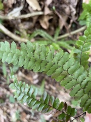 Adiantum pyramidale