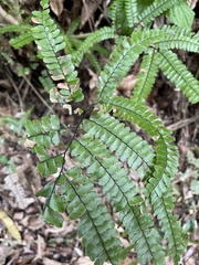 Adiantum pyramidale