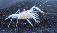 Troglocambarus maclanei