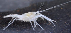 Troglocambarus maclanei