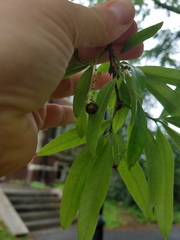 Dryocosmus quercuspalustris