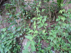 Urtica leptophylla