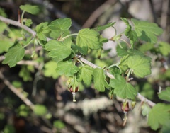Ribes divaricatum pubiflorum
