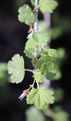 Ribes divaricatum pubiflorum