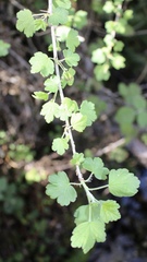 Ribes divaricatum pubiflorum