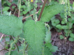 Urtica leptophylla