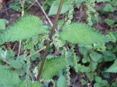 Urtica leptophylla