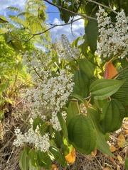 Miconia laevigata
