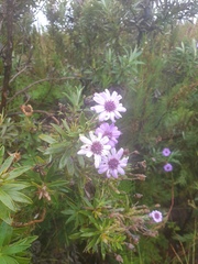 Macrolearia semidentata