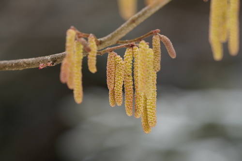Paprastasis lazdynas nuotrauka