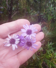 Macrolearia semidentata