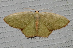 Thalera pistasciaria