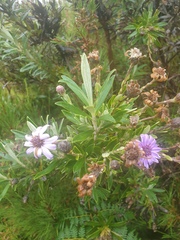 Macrolearia semidentata
