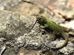 Sceloporus taeniocnemis