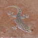 Hemidactylus brookii - Photo (c) jeremyjalabert, μερικά δικαιώματα διατηρούνται (CC BY-NC), uploaded by jeremyjalabert