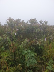 Macrolearia semidentata