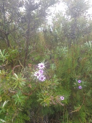 Macrolearia semidentata