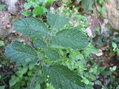 Solanum habrochaites