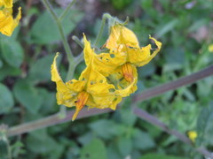 Solanum habrochaites