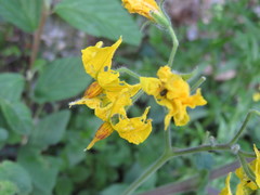 Solanum habrochaites