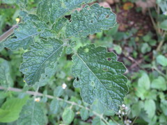 Solanum habrochaites