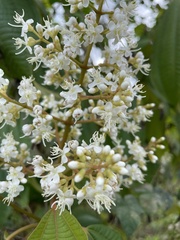 Miconia laevigata