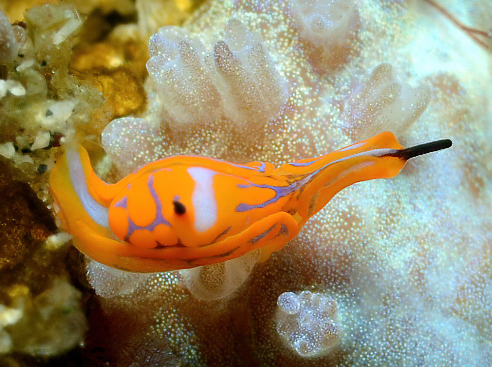 Siphopteron tigrinum