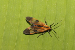 Dycladia vitrina