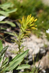 Castilleja flava