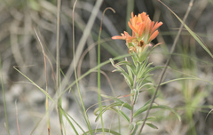 Castilleja lindheimeri