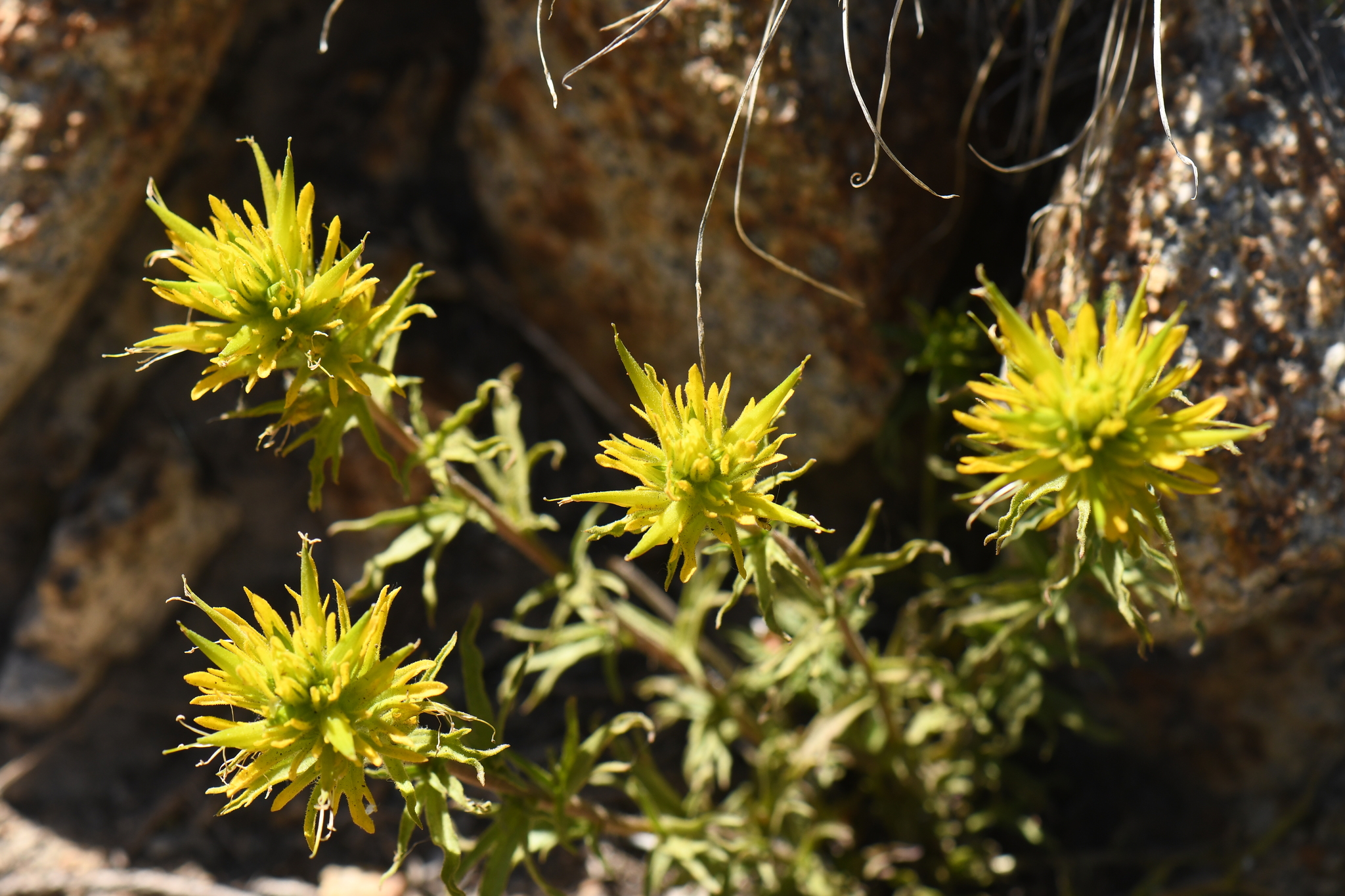 Castilleja flava