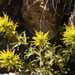 Yellow Paintbrush - Photo (c) Curren Frasch, some rights reserved (CC BY-NC), uploaded by Curren Frasch