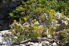 Castilleja flava
