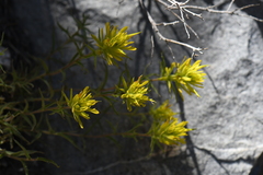 Castilleja flava